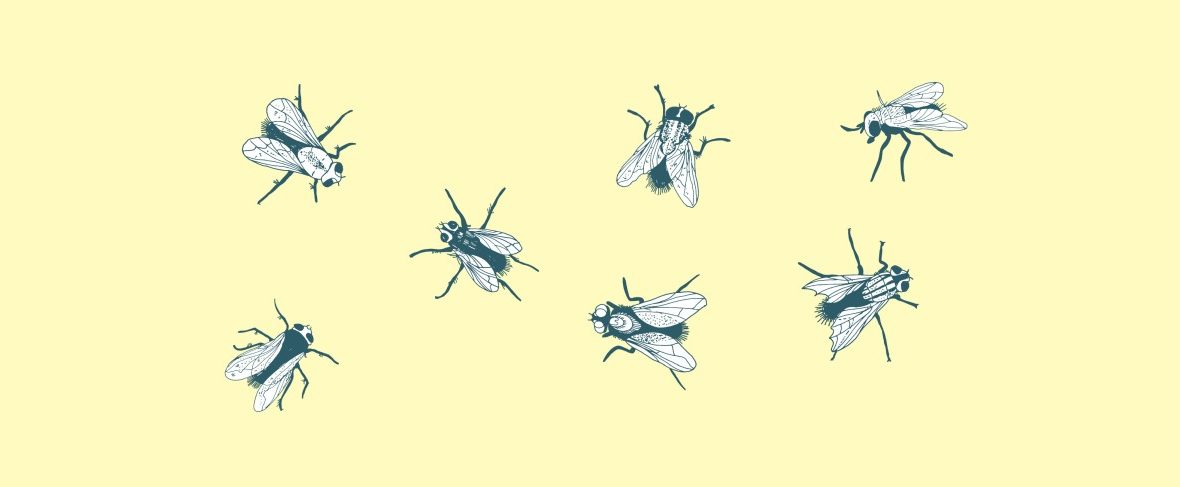 Kleines Schneiderlein ganz groß - 7 gezeichnete Fliegen sitzen auf einer gelben Wand